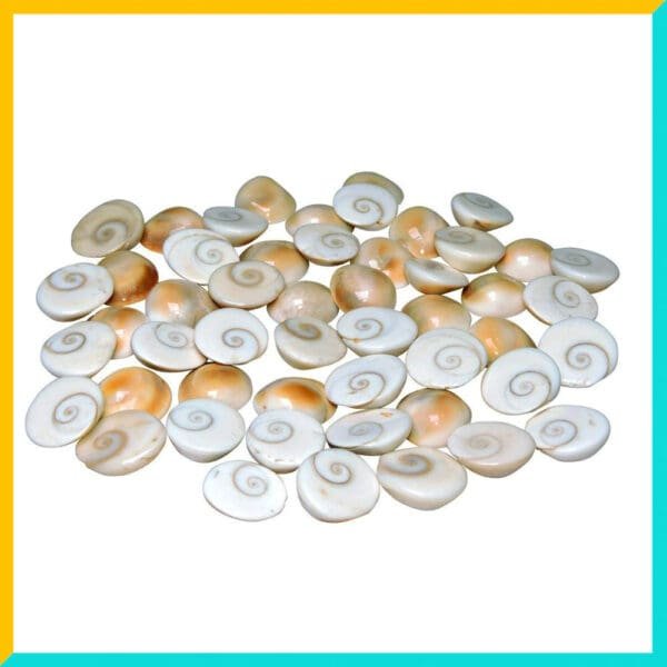 Small Goamathi | Gomti Chakras Shell/Stones